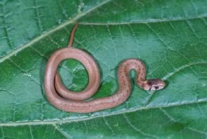 Brown Snake North Carolina   Storeria Dekayi  11  Eric Stine 